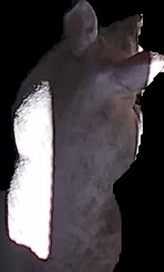 Crop