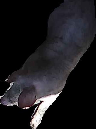 Crop