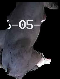 Crop