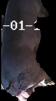 Crop