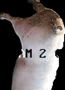 Crop