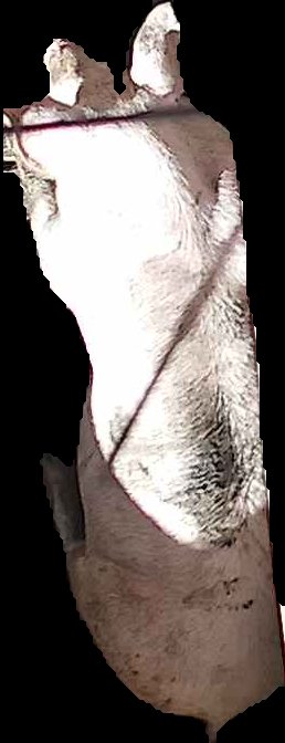 Crop