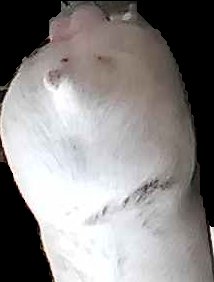 Crop