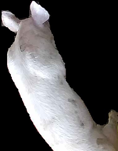 Crop