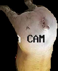 Crop