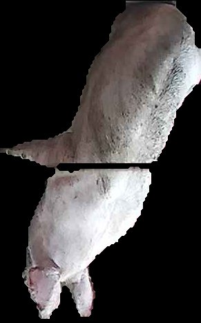 Crop