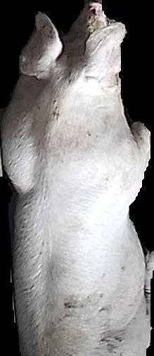 Crop