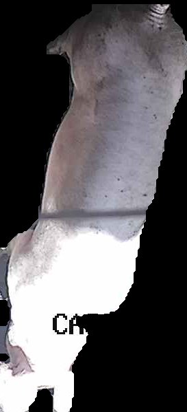 Crop