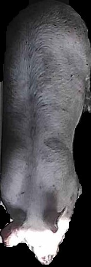 Crop