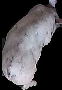 Crop