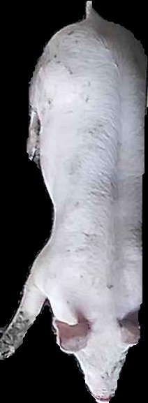 Crop