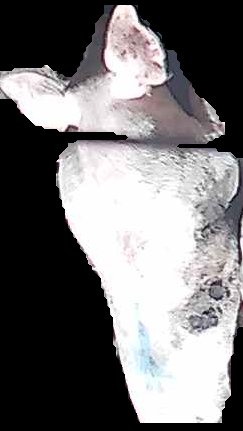 Crop
