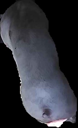 Crop