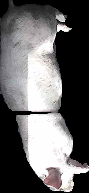 Crop