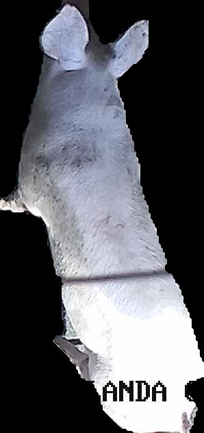 Crop
