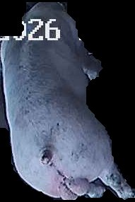 Crop