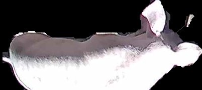 Crop