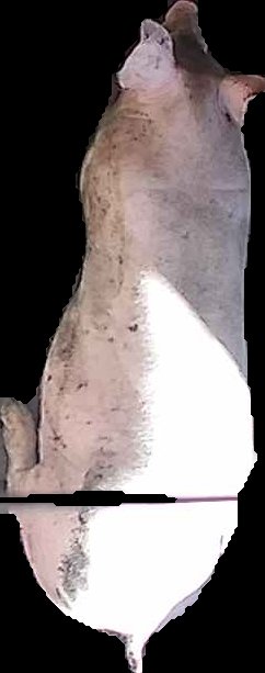 Crop