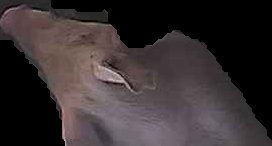 Crop