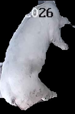 Crop