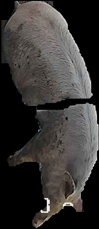 Crop