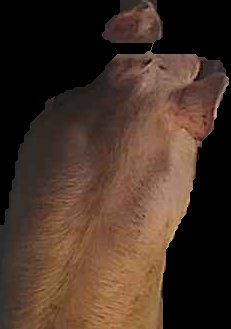 Crop
