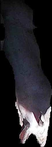 Crop