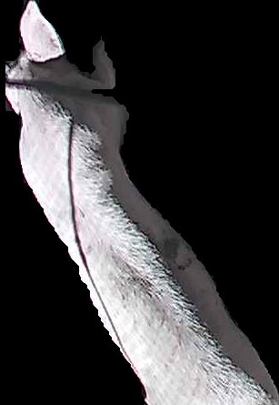 Crop