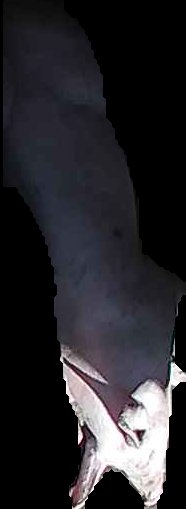 Crop