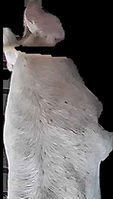 Crop