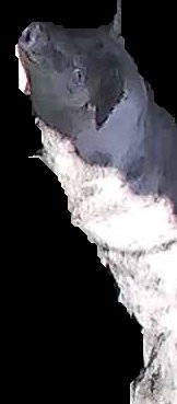 Crop
