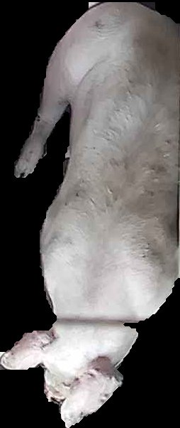 Crop