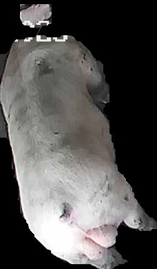 Crop