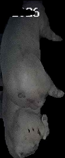 Crop