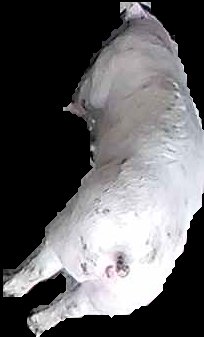 Crop