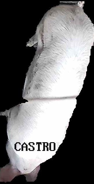 Crop