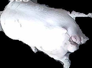 Crop