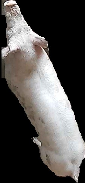 Crop