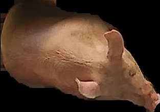 Crop