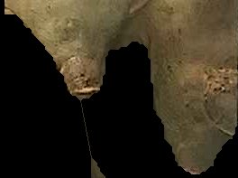 Crop