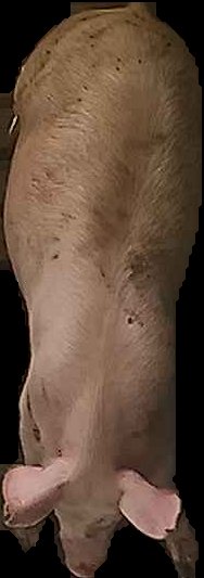 Crop
