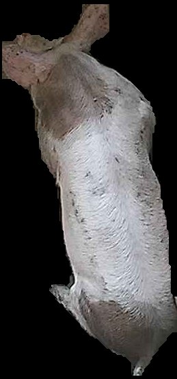 Crop