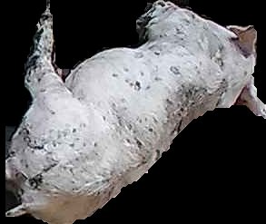 Crop