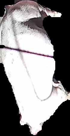 Crop