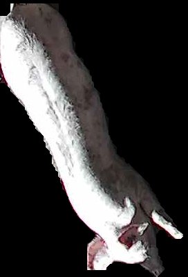 Crop