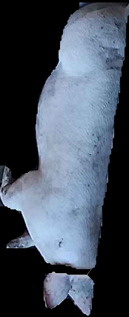 Crop