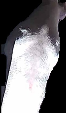 Crop