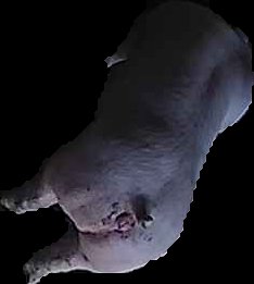 Crop