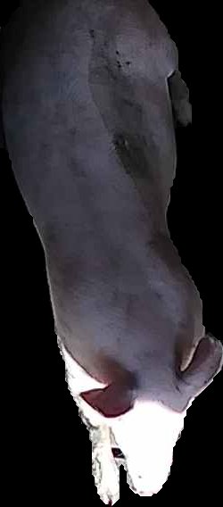 Crop