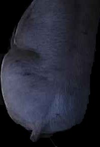 Crop